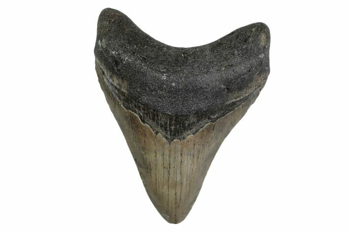 Fossil Megalodon Tooth - North Carolina #377968